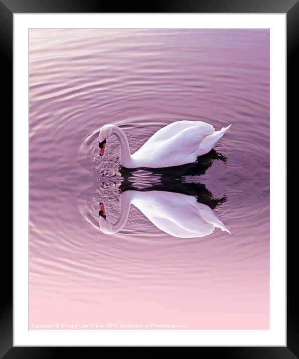 Graceful reflections Framed Mounted Print by Sharon Lisa Clarke
