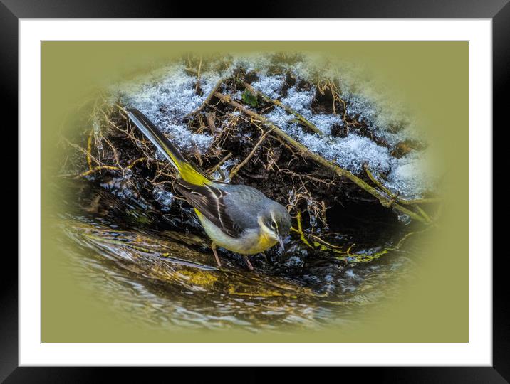 wagtail in the river Framed Mounted Print by kathy white