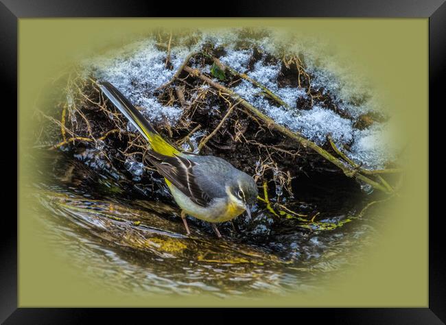 wagtail in the river Framed Print by kathy white