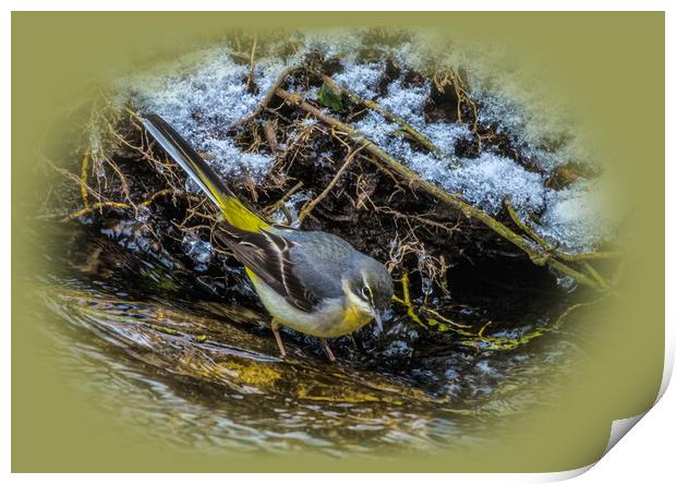 wagtail in the river Print by kathy white