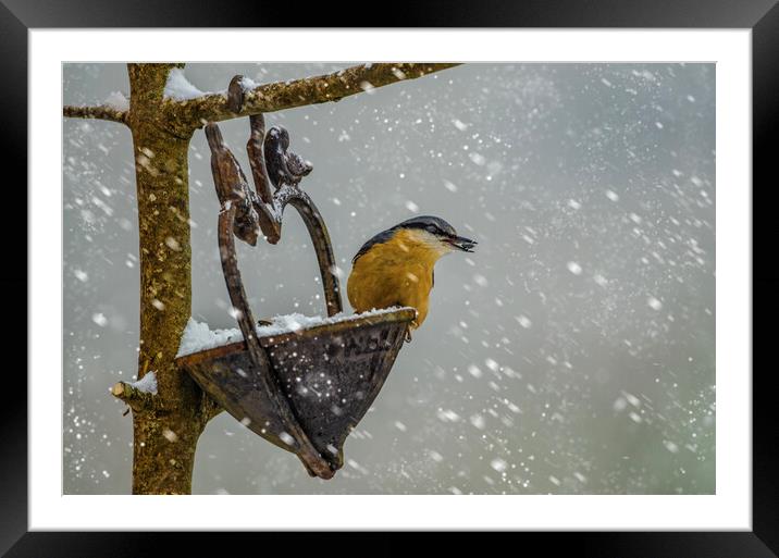 Nuthatch bird in the snow Framed Mounted Print by kathy white