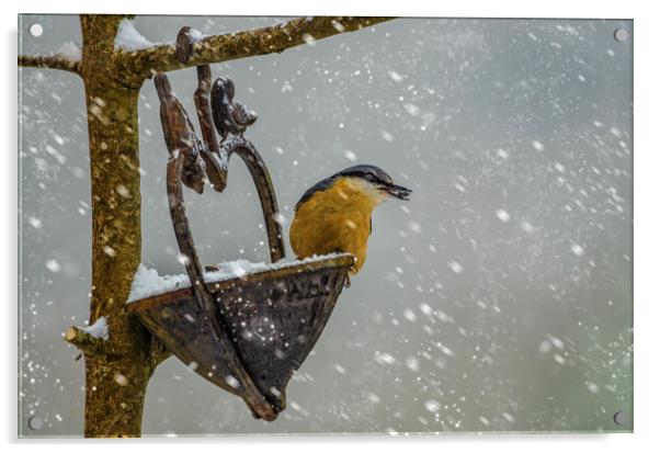 Nuthatch bird in the snow Acrylic by kathy white