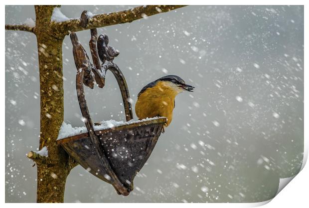 Nuthatch bird in the snow Print by kathy white