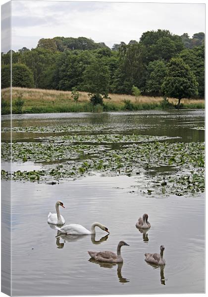 Family of Swans Canvas Print by Ashley Ridpath