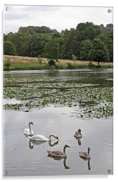 Family of Swans Acrylic by Ashley Ridpath