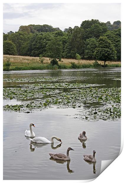 Family of Swans Print by Ashley Ridpath
