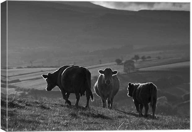 Crai Cows Canvas Print by Creative Photography Wales