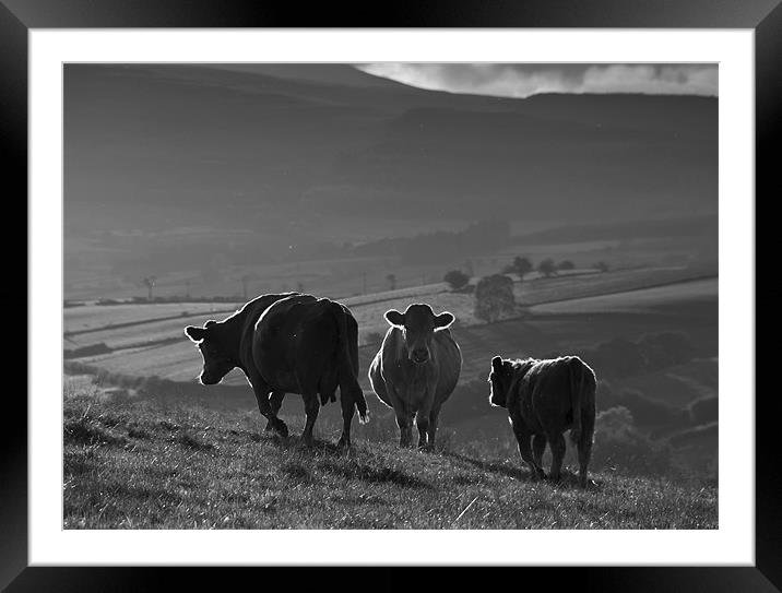 Crai Cows Framed Mounted Print by Creative Photography Wales