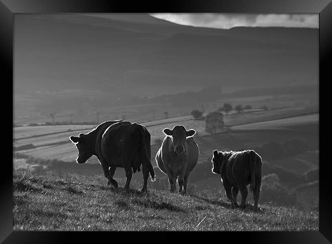 Crai Cows Framed Print by Creative Photography Wales