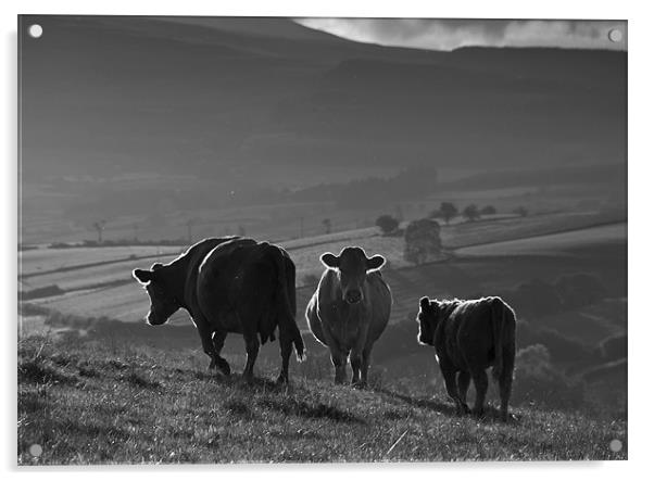 Crai Cows Acrylic by Creative Photography Wales