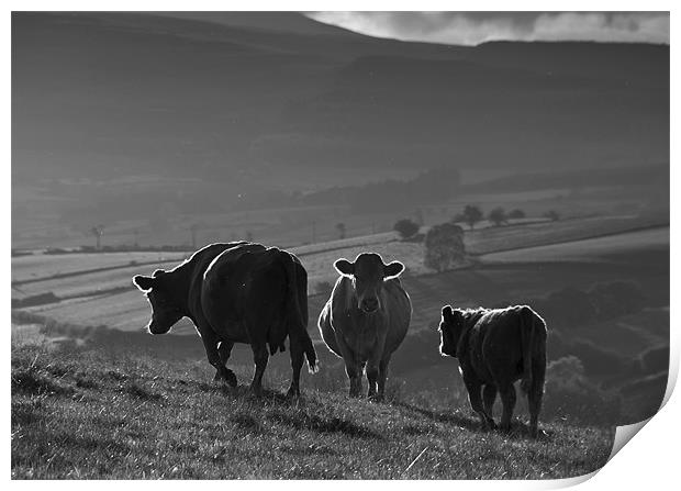 Crai Cows Print by Creative Photography Wales