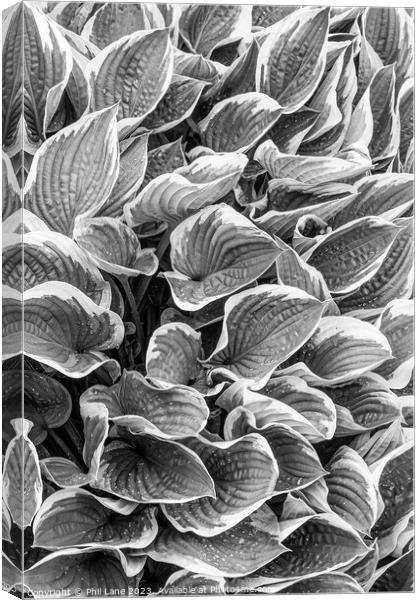 Hosta plant leaves with raindrops Canvas Print by Phil Lane