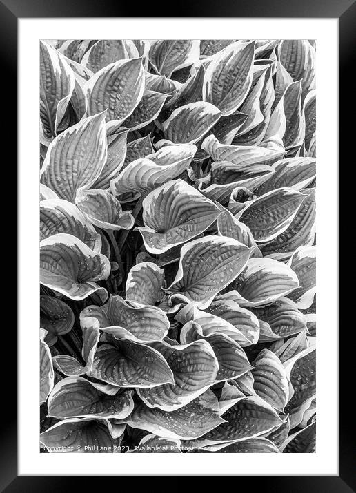 Hosta plant leaves with raindrops Framed Mounted Print by Phil Lane