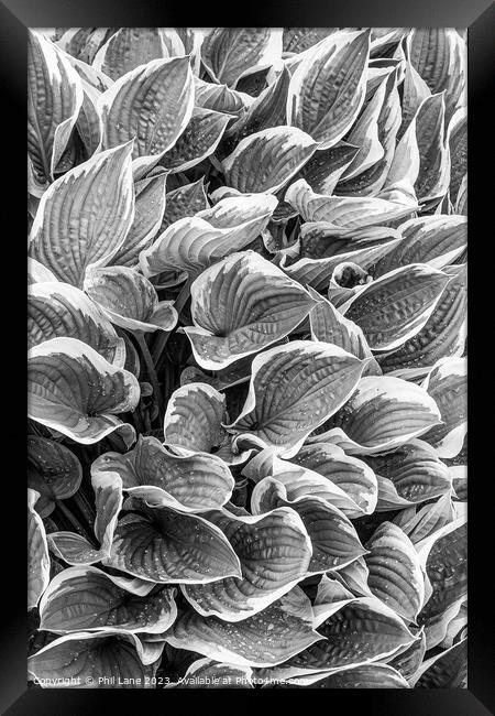 Hosta plant leaves with raindrops Framed Print by Phil Lane