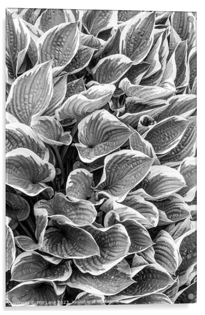 Hosta plant leaves with raindrops Acrylic by Phil Lane