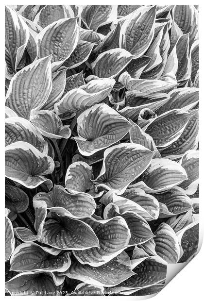 Hosta plant leaves with raindrops Print by Phil Lane