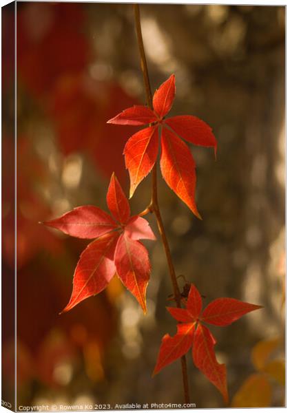 Red leaves in autumn bath  Canvas Print by Rowena Ko