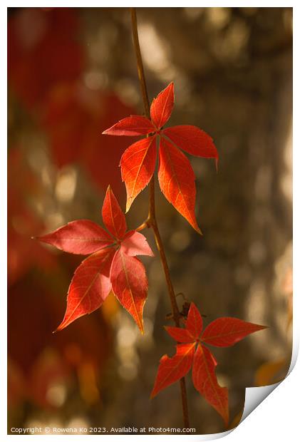 Red leaves in autumn bath  Print by Rowena Ko