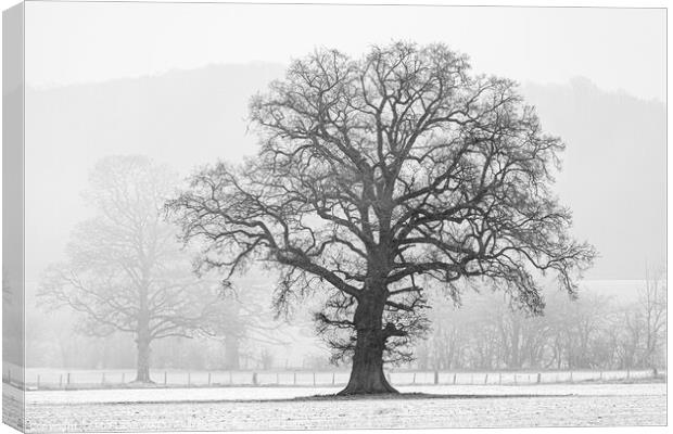Tree in Winter Canvas Print by Phil Lane