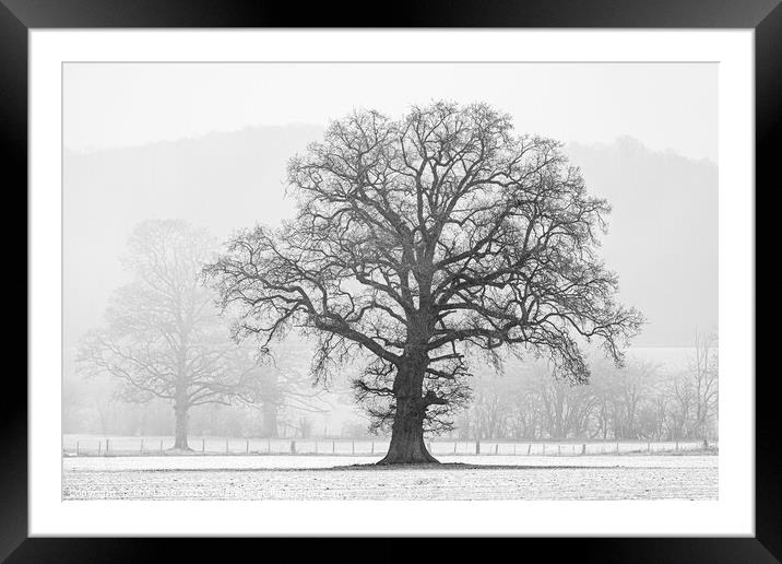 Tree in Winter Framed Mounted Print by Phil Lane