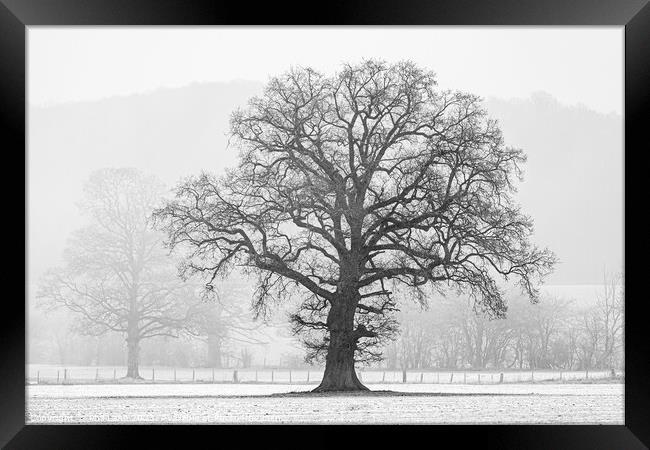Tree in Winter Framed Print by Phil Lane