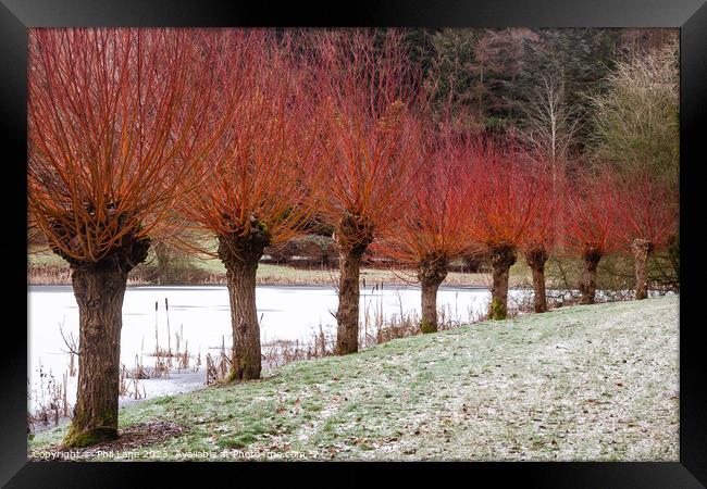 Redheads Framed Print by Phil Lane