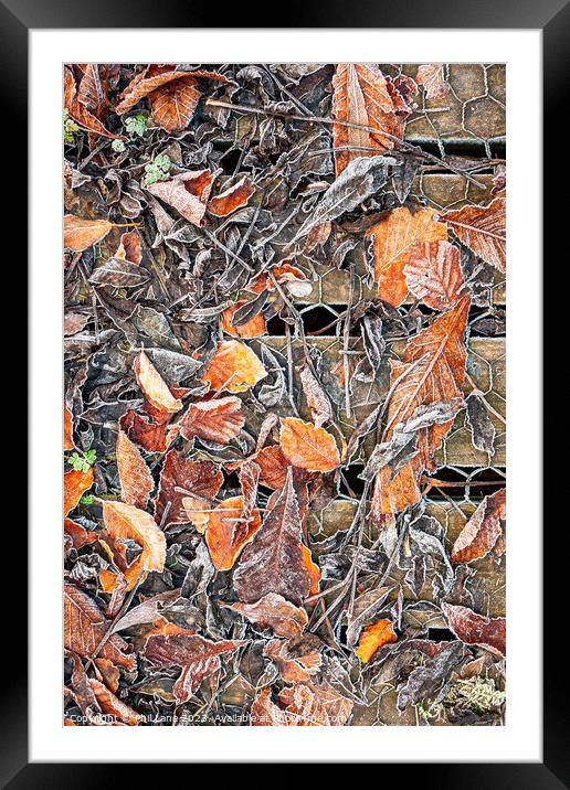 Frosted Autumn Leaves Framed Mounted Print by Phil Lane