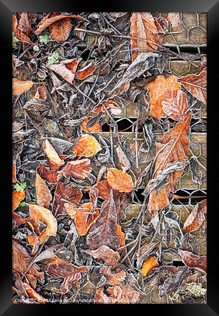 Frosted Autumn Leaves Framed Print by Phil Lane