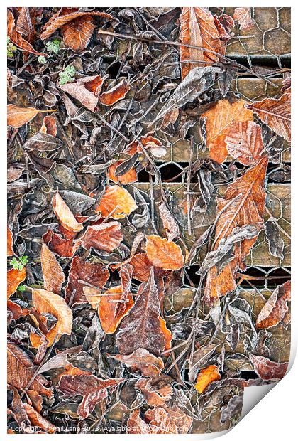 Frosted Autumn Leaves Print by Phil Lane