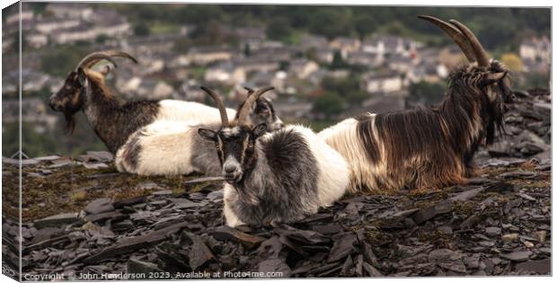 Welsh mountain goats. Canvas Print by John Henderson