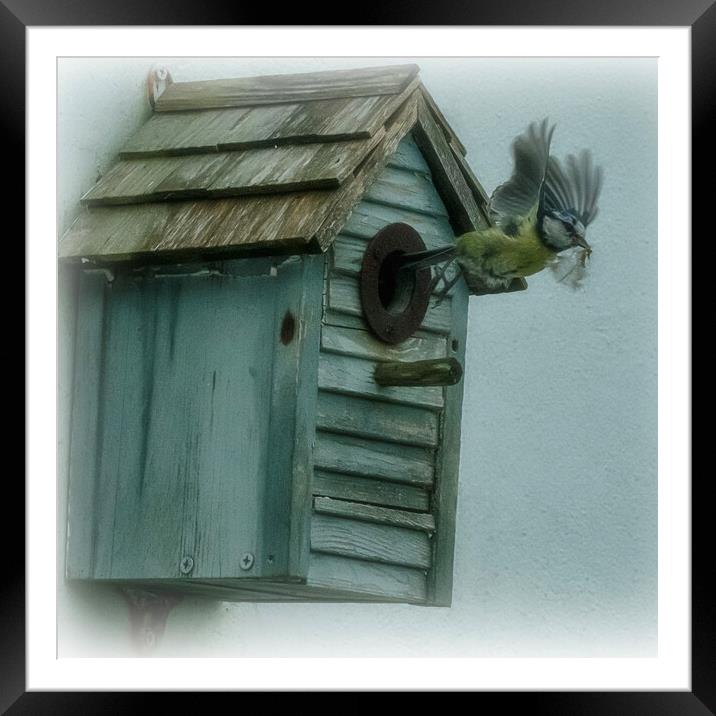 blue tit,housework Framed Mounted Print by kathy white