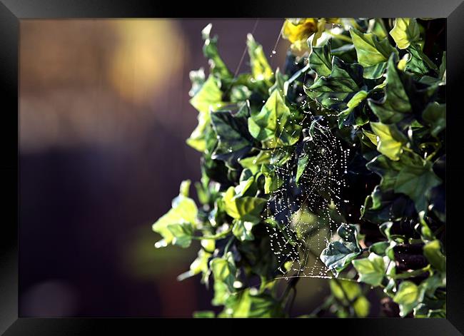 cobweb on vine Framed Print by david harding