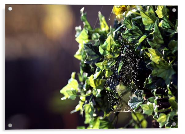 cobweb on vine Acrylic by david harding
