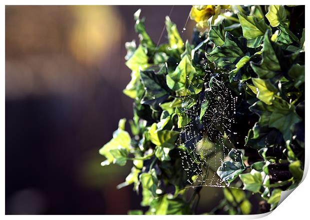 cobweb on vine Print by david harding