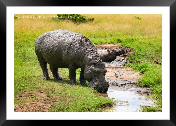 Muddy Hippo drinking Framed Mounted Print by Howard Kennedy