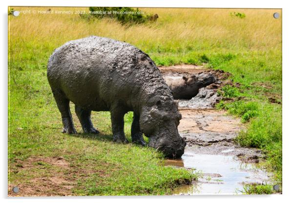 Muddy Hippo drinking Acrylic by Howard Kennedy
