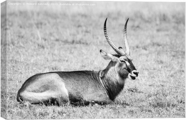 Resting Defassa Waterbuck Bull in black and white Canvas Print by Howard Kennedy