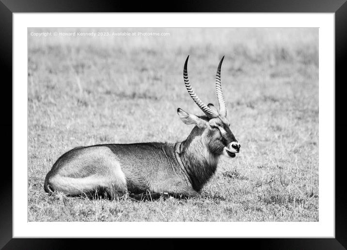 Resting Defassa Waterbuck Bull in black and white Framed Mounted Print by Howard Kennedy