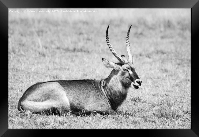 Resting Defassa Waterbuck Bull in black and white Framed Print by Howard Kennedy