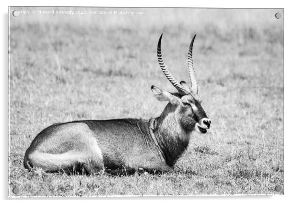 Resting Defassa Waterbuck Bull in black and white Acrylic by Howard Kennedy
