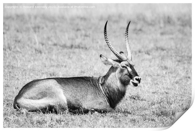 Resting Defassa Waterbuck Bull in black and white Print by Howard Kennedy