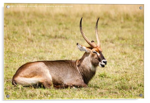 Defassa Waterbuck Bull resting Acrylic by Howard Kennedy