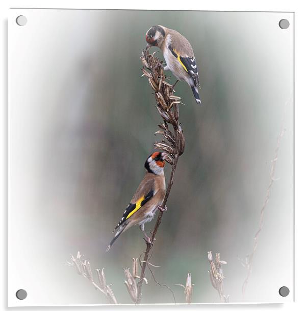 Two goldfinch eating seed Acrylic by kathy white