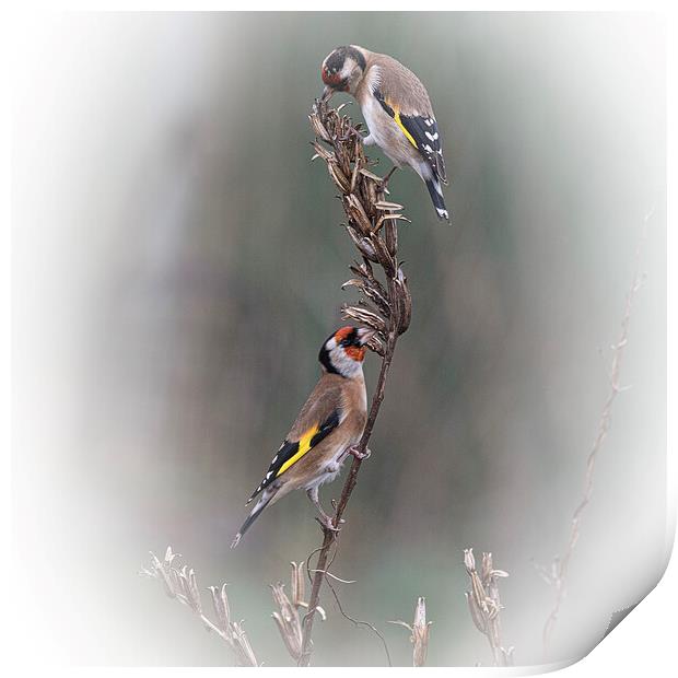 Two goldfinch eating seed Print by kathy white