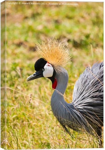 Grey-Crowned Crane close-up Canvas Print by Howard Kennedy