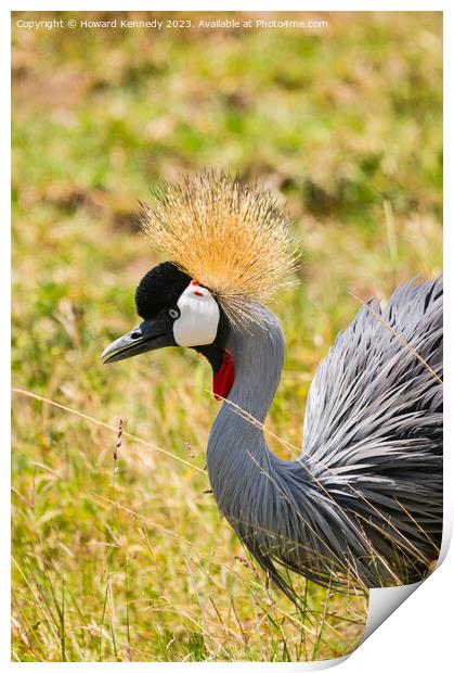 Grey-Crowned Crane close-up Print by Howard Kennedy