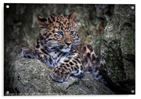 Amur Leopard Cub Acrylic by Garry Bree