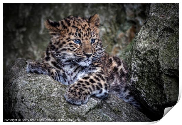 Amur Leopard Cub Print by Garry Bree