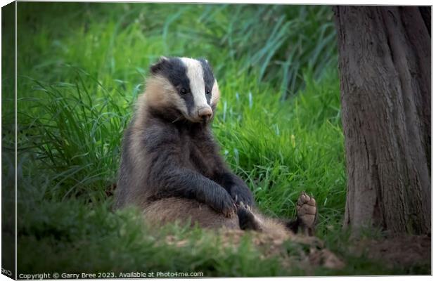 Badger sitting upright Canvas Print by Garry Bree