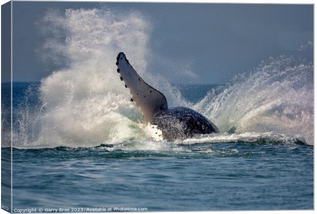Humpback Whale hits the water. Canvas Print by Garry Bree